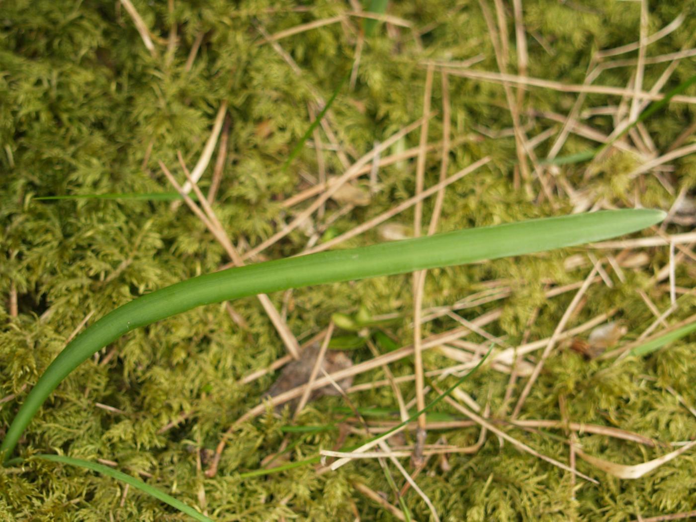 Snowdrop leaf